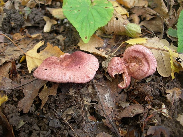 Lactarius spinosulus    Qul. & Le Bret.